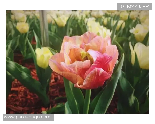 德荷双雄奏响世界杯凯歌：战车咆哮，郁金香绽放！